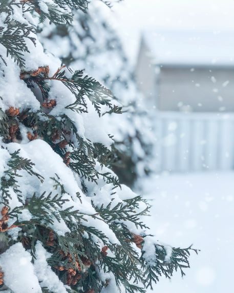 The Winter Series: Winter Landscape Design - Mulch Mound