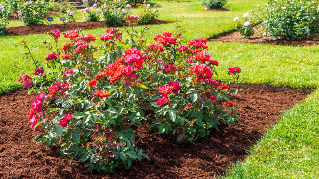 Best Mulch for Flower Beds: A Practical Guide