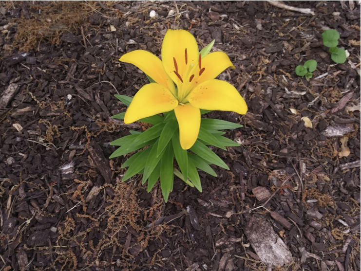 The Basics: History of Mulch - Mulch Mound