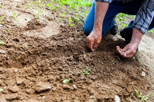The Basics: Evolution of Gardening - Mulch Mound