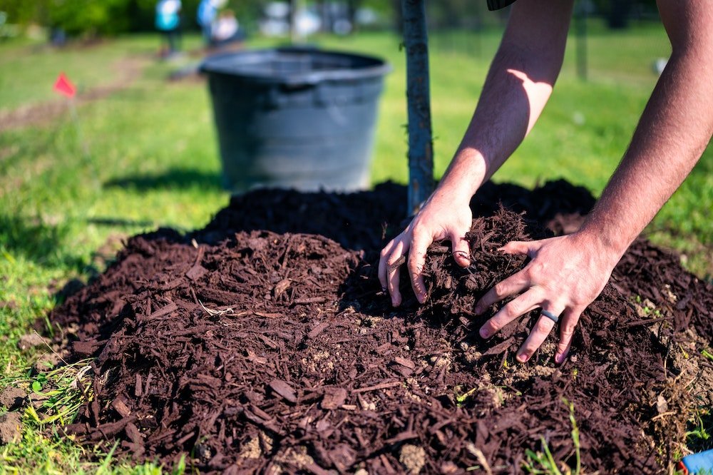 The Basics: What, Why, Where, and When to Mulch - Mulch Mound
